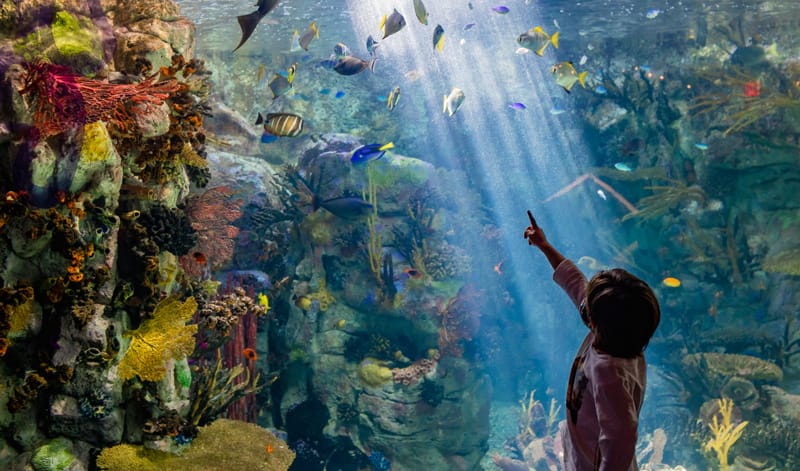 child points at fish birch aquarium